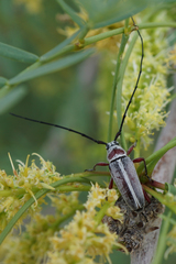 Plionoma rubens