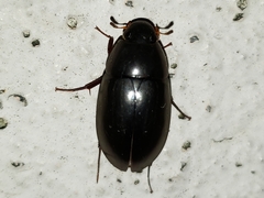 Hydrobiomorpha casta