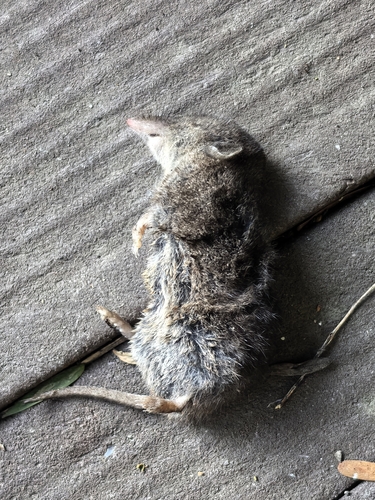 Forest Shrew