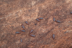 Uleiota