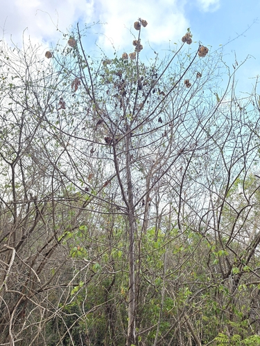 Rosa amarilla (Cochlospermum vitifolium)