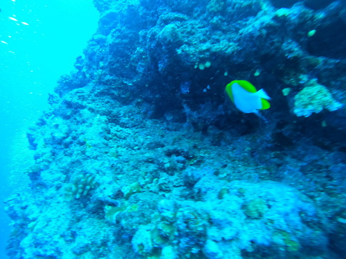 Hemitaurichthys polylepis
