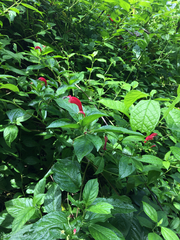 Centropogon cornutus