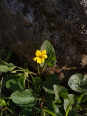 Viola purpurea quercetorum