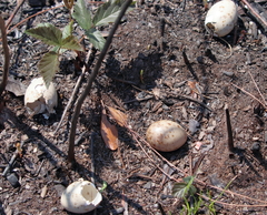 Antrostomus carolinensis