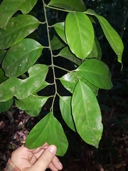 Heisteria acuminata