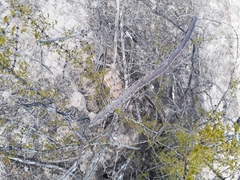 Peniocereus greggii greggii