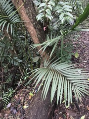 Calamus moti