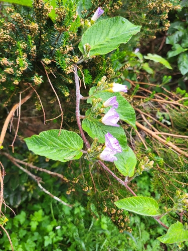 Convolvulus canariensis, photograph 3