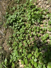 Hydrocotyle tribotrys