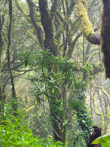 Euphorbia mellifera, photograph 5