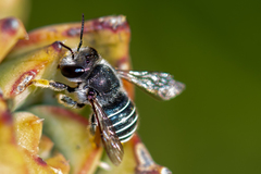 Pseudoanthidium repetitum
