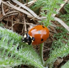 Coccinella septempunctata