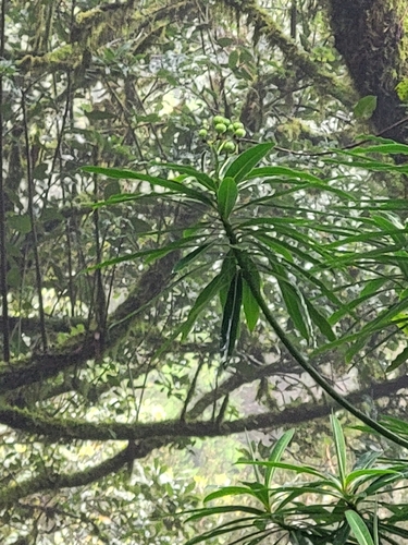 Euphorbia mellifera, photograph 6