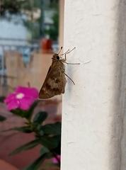 Polites vibex praeceps