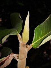 Castilla tunu