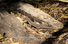 Pholidoscelis chrysolaemus