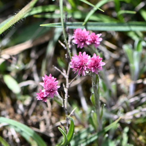 Antennaria dioica iNat (3)