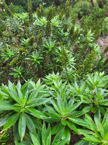 Echium acanthocarpum