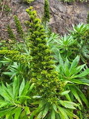 (c) Ismael Medina Rodríguez, some rights reserved (CC BY) Echium acanthocarpum, photograph (c) Ismael Medina Rodríguez, some rights reserved (CC BY)