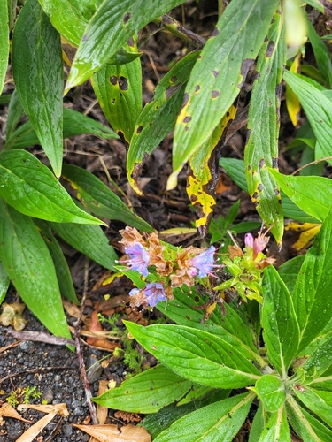 Echium acanthocarpum, photograph 3