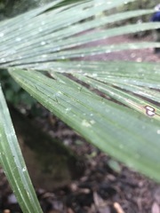 Calamus moti