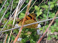 Lycaena edna