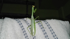 Stagmatoptera septentrionalis