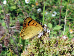 Lycaena edna