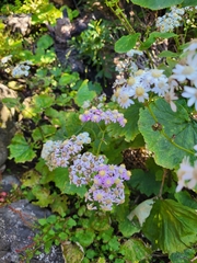 Pericallis steetzii