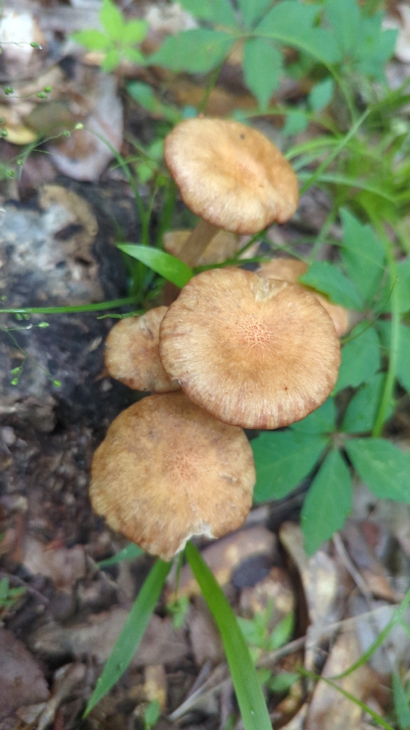 Desarmillaria caespitosa
