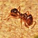 Iberian Harvester Ant - Photo (c) Bill Lucas, some rights reserved (CC BY-NC), uploaded by Bill Lucas