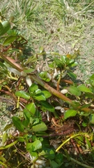 Ludwigia taiwanensis