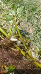 Ludwigia taiwanensis