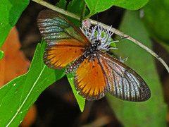 Acraea vesperalis