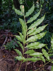 Matayba oppositifolia