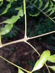 Matayba oppositifolia