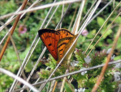 Lycaena edna