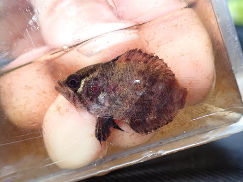 Guyana leaffish (Polycentrus schomburgkii) — Polycentridae — 5