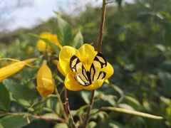 Baeotis zonata zonata