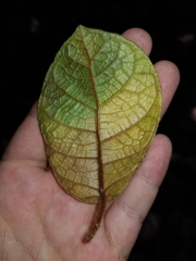 Ficus matiziana