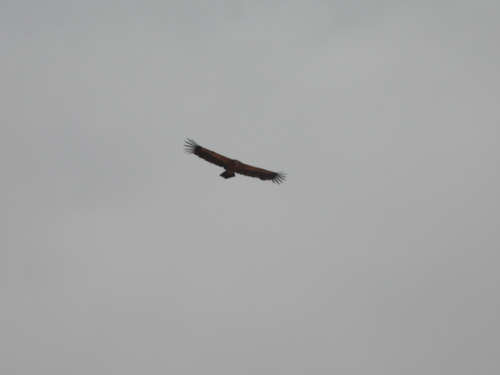 Eurasian Griffon