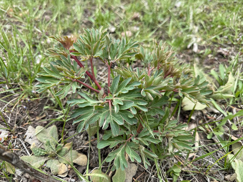 Brown's peony (Paeonia brownii)