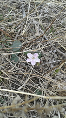 Claytonia