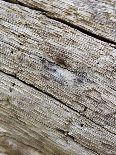 Fourmi scutellaire