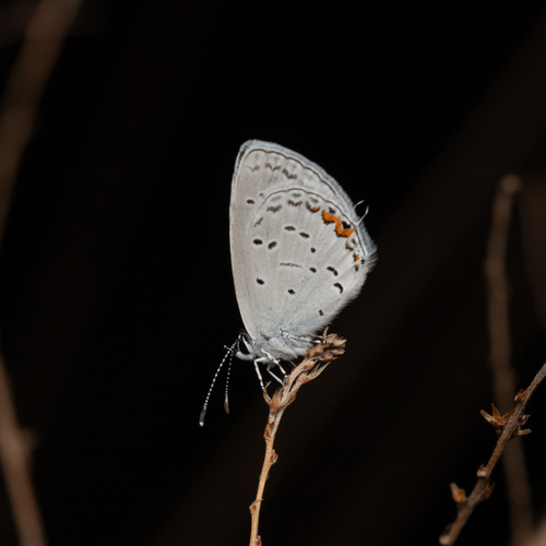 Photo of Eastern Tailed-Blue (Cupido comyntas)