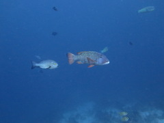 Lethrinus erythracanthus