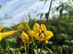 Baeotis zonata zonata