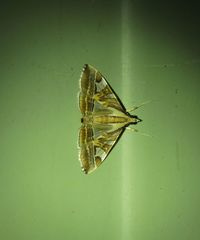 Agrioglypta itysalis