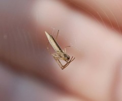 Tetragnatha caudicula